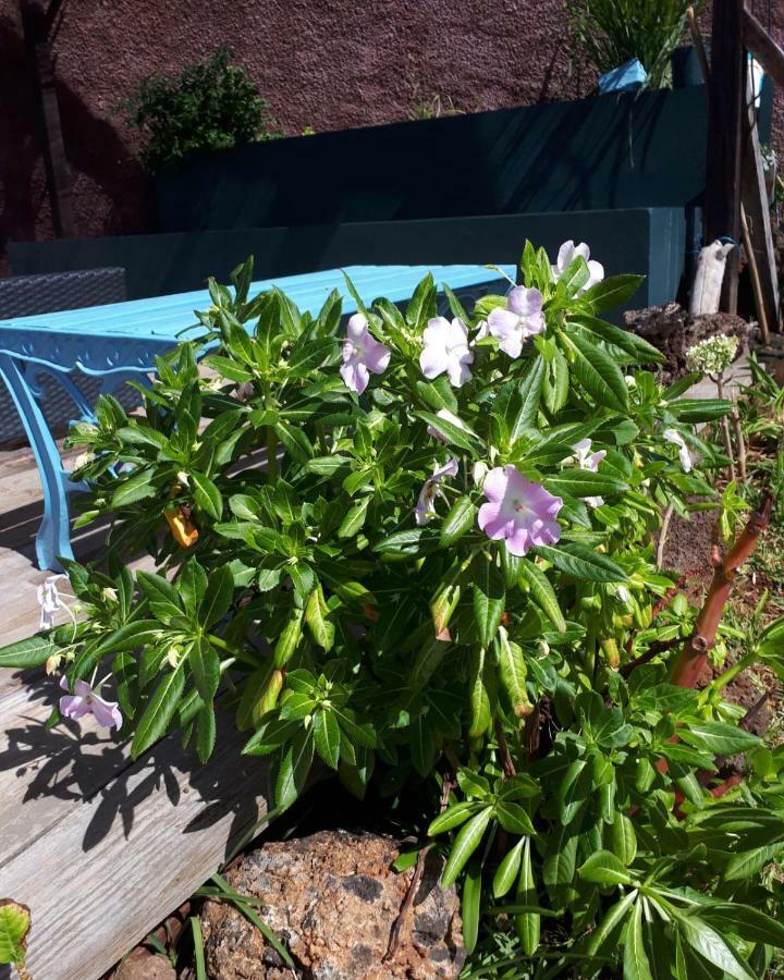 Casa Benedita 폰타 두 파르구 외부 사진